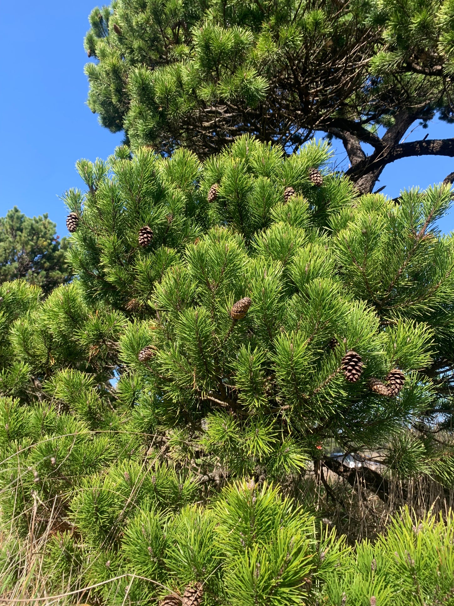 Shore Pine Seedling Small, Pinus contorta var. contorta Seedling