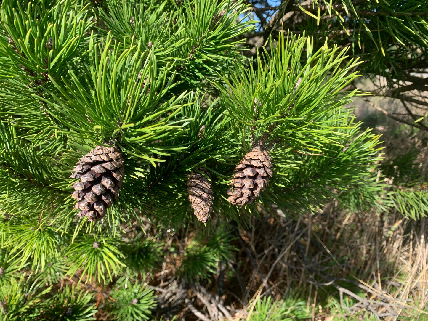Shore Pine Seedling Small, Pinus contorta var. contorta Seedling
