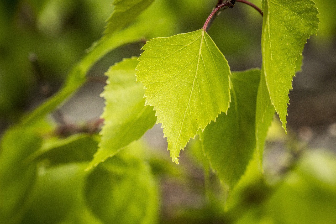 Paperbark Birch Tree Seedling – 6” Tall l – Betula papyrifera – Hardy, Fast-Growing, Cold-Tolerant Native Tree