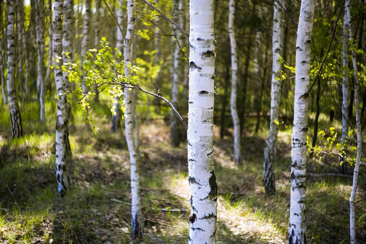 Paperbark Birch Tree Seedling – 6” Tall l – Betula papyrifera – Hardy, Fast-Growing, Cold-Tolerant Native Tree