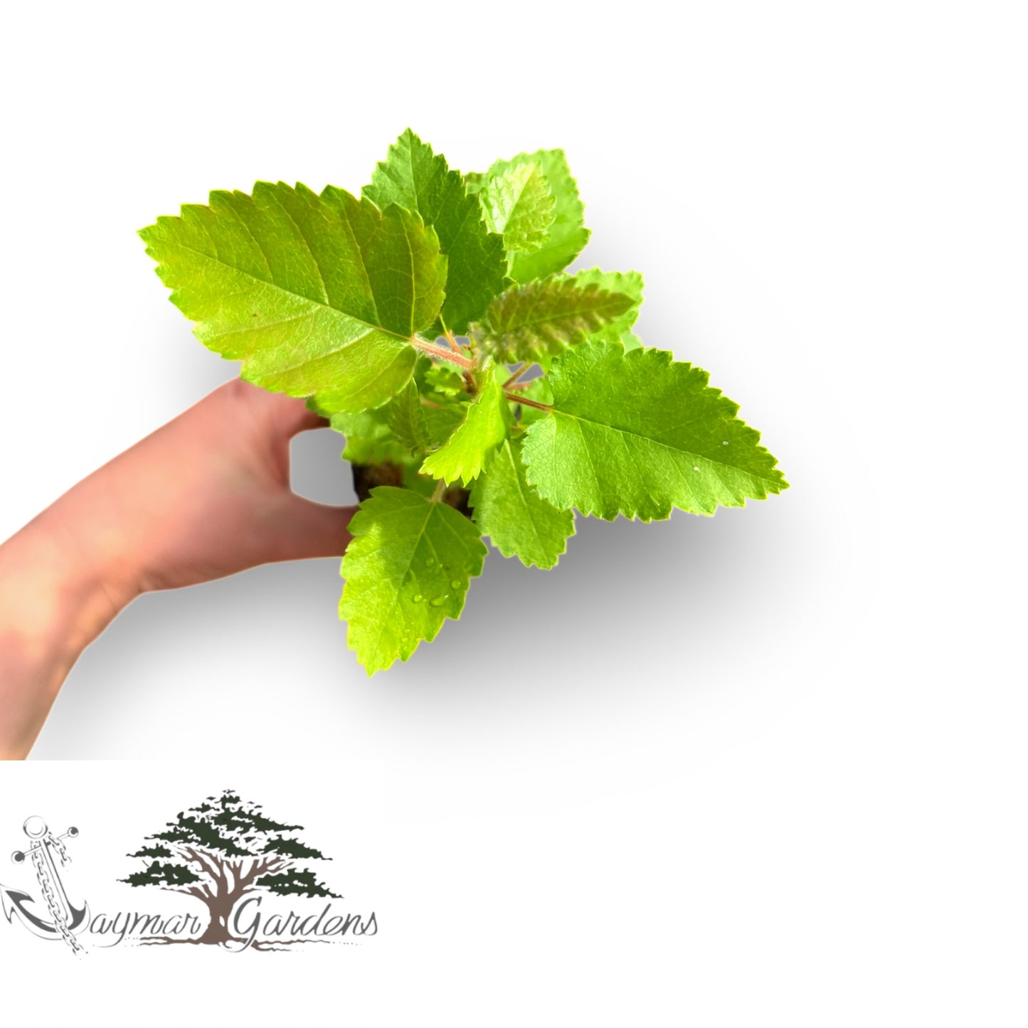 Paperbark Birch Tree Seedling – 6” Tall l – Betula papyrifera – Hardy, Fast-Growing, Cold-Tolerant Native Tree