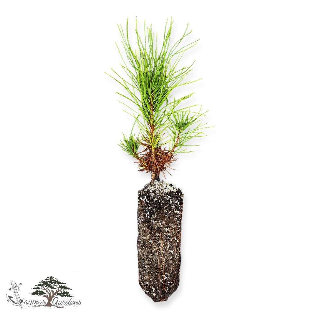 Shore Pine Seedling Small, Pinus contorta var. contorta Seedling