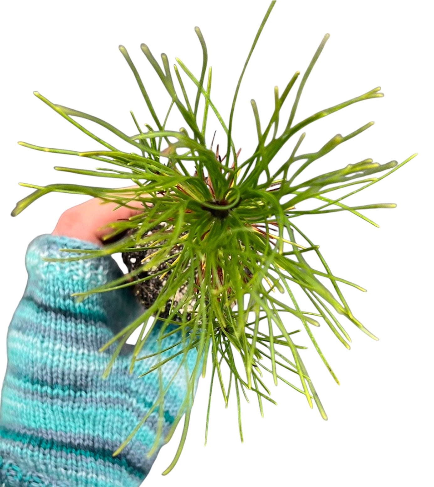 Shore Pine Seedling Small, Pinus contorta var. contorta Seedling