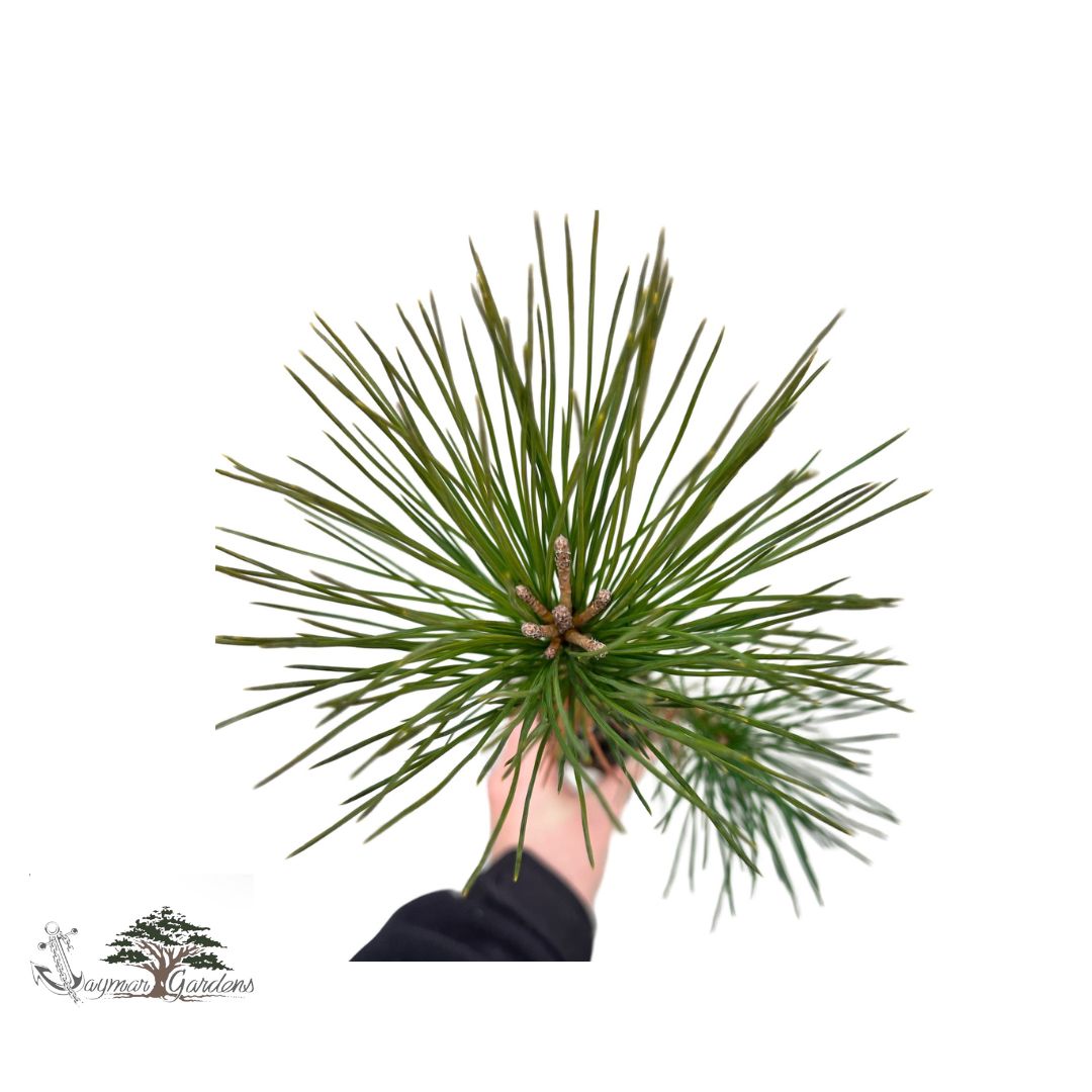 Sugar Pine Tree Seedling - Pinus lambertiana - Large