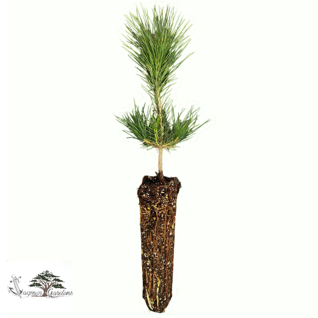 Sugar Pine Tree Seedling - Pinus lambertiana - Large