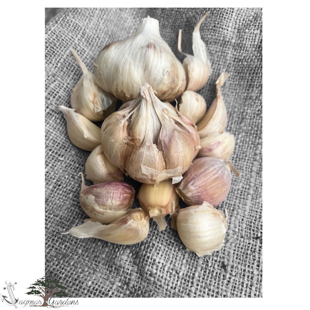 Certified Organic Seed Garlic Varieties: Inchelium Red and Van Duzen Mix (1 pound)