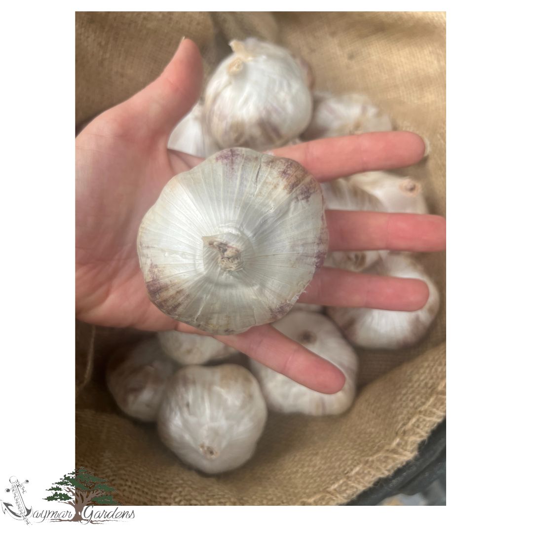 Certified Organic Seed Garlic Varieties: Inchelium Red and Van Duzen Mix (1 pound)