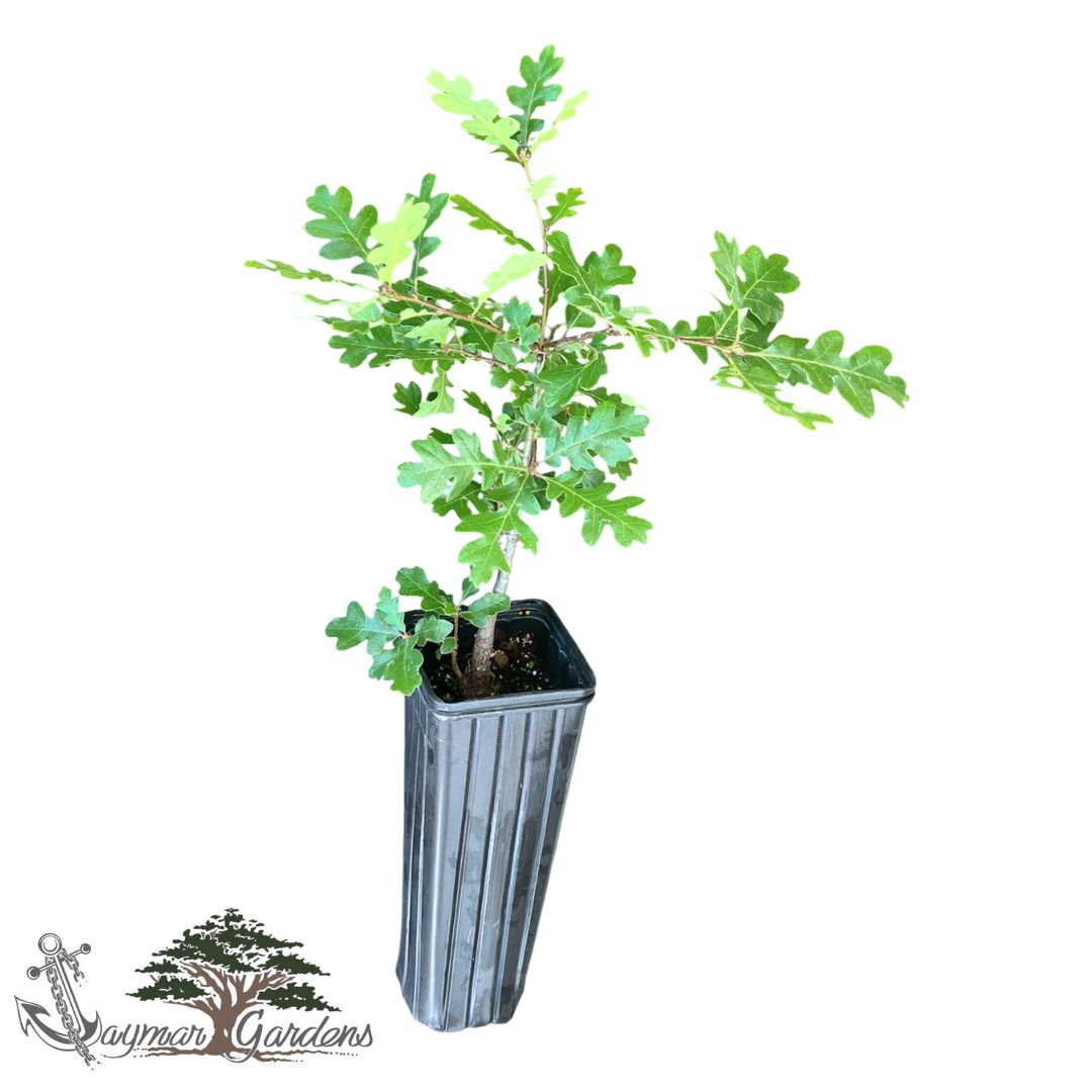 California Black Oak | Approx. 18” Tall | 4x4x12 Tree Pot | Quercus kelloggii | Native Tree