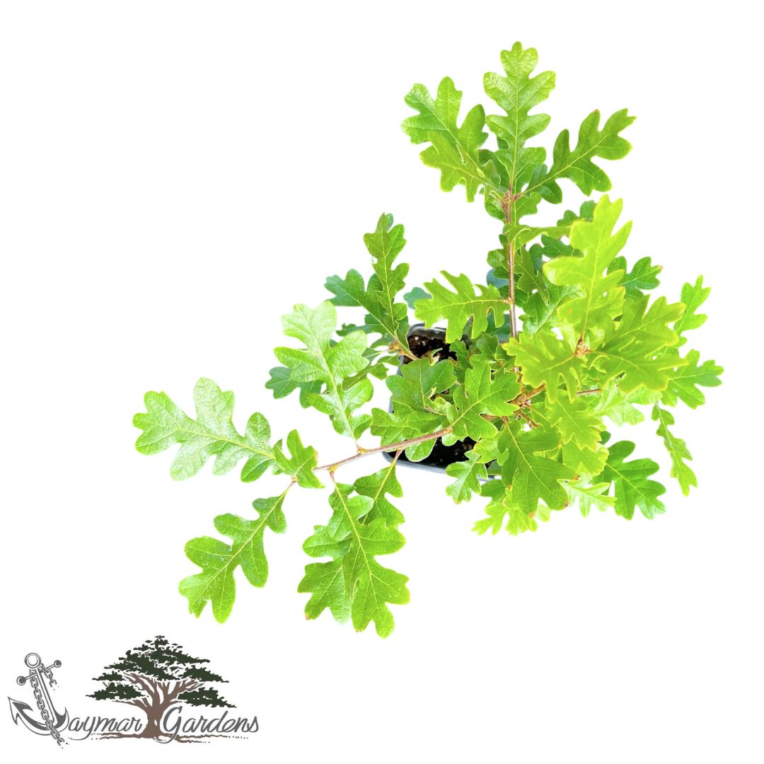 California Black Oak | Approx. 18” Tall | 4x4x12 Tree Pot | Quercus kelloggii | Native Tree