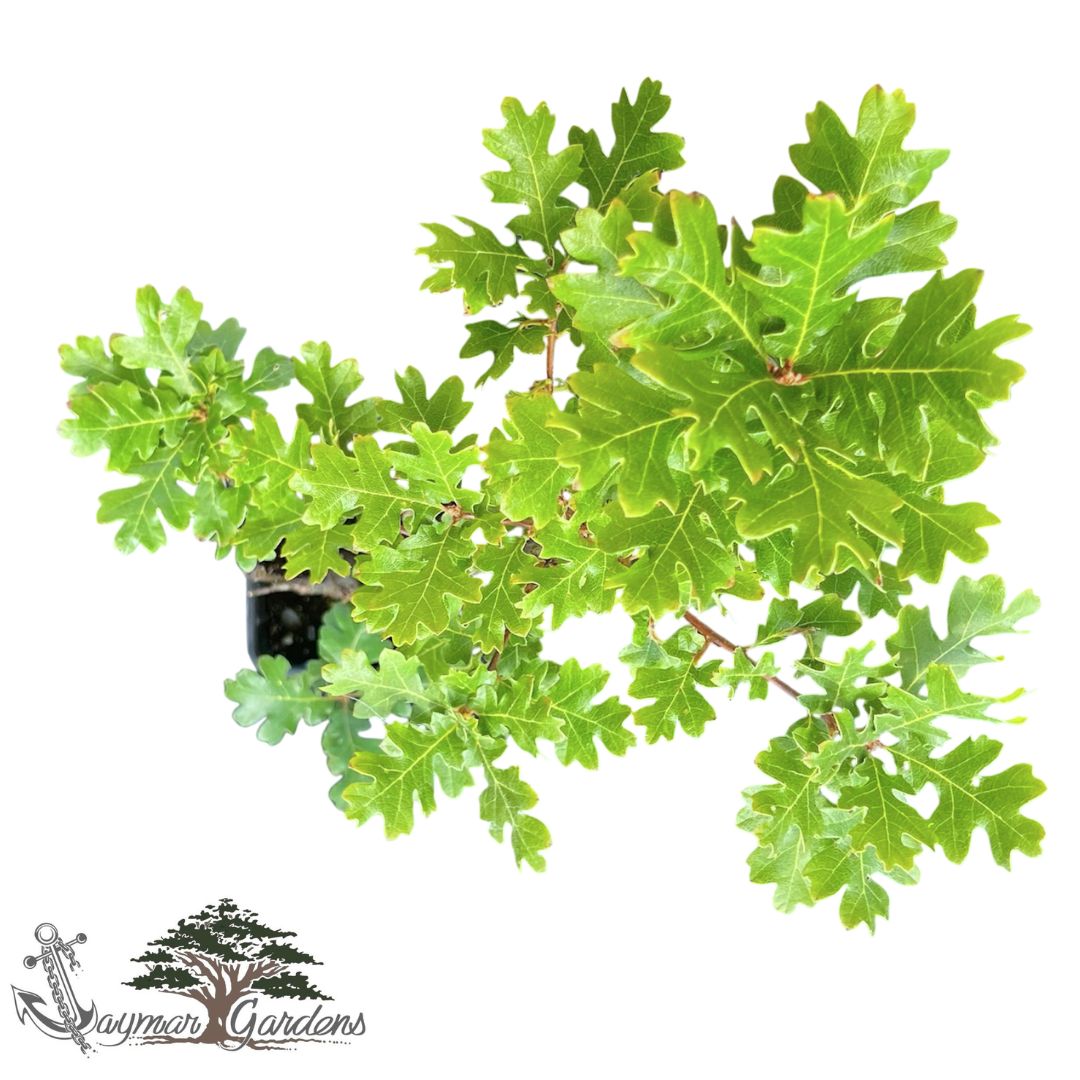 California Black Oak | Approx. 18” Tall | 4x4x12 Tree Pot | Quercus kelloggii | Native Tree