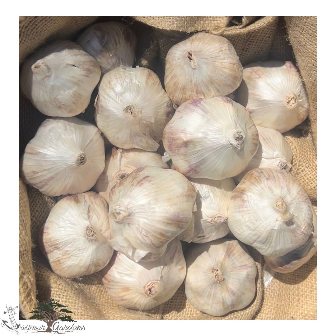 Certified Organic Seed Garlic Varieties: Inchelium Red and Van Duzen Mix (1 pound)
