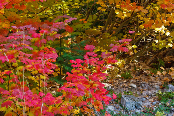 Vine Maple Seedlings Live Plants – Acer circinatum – Approx. 5” Tall – 6” Root Ball – Native Pacific Northwest Maple