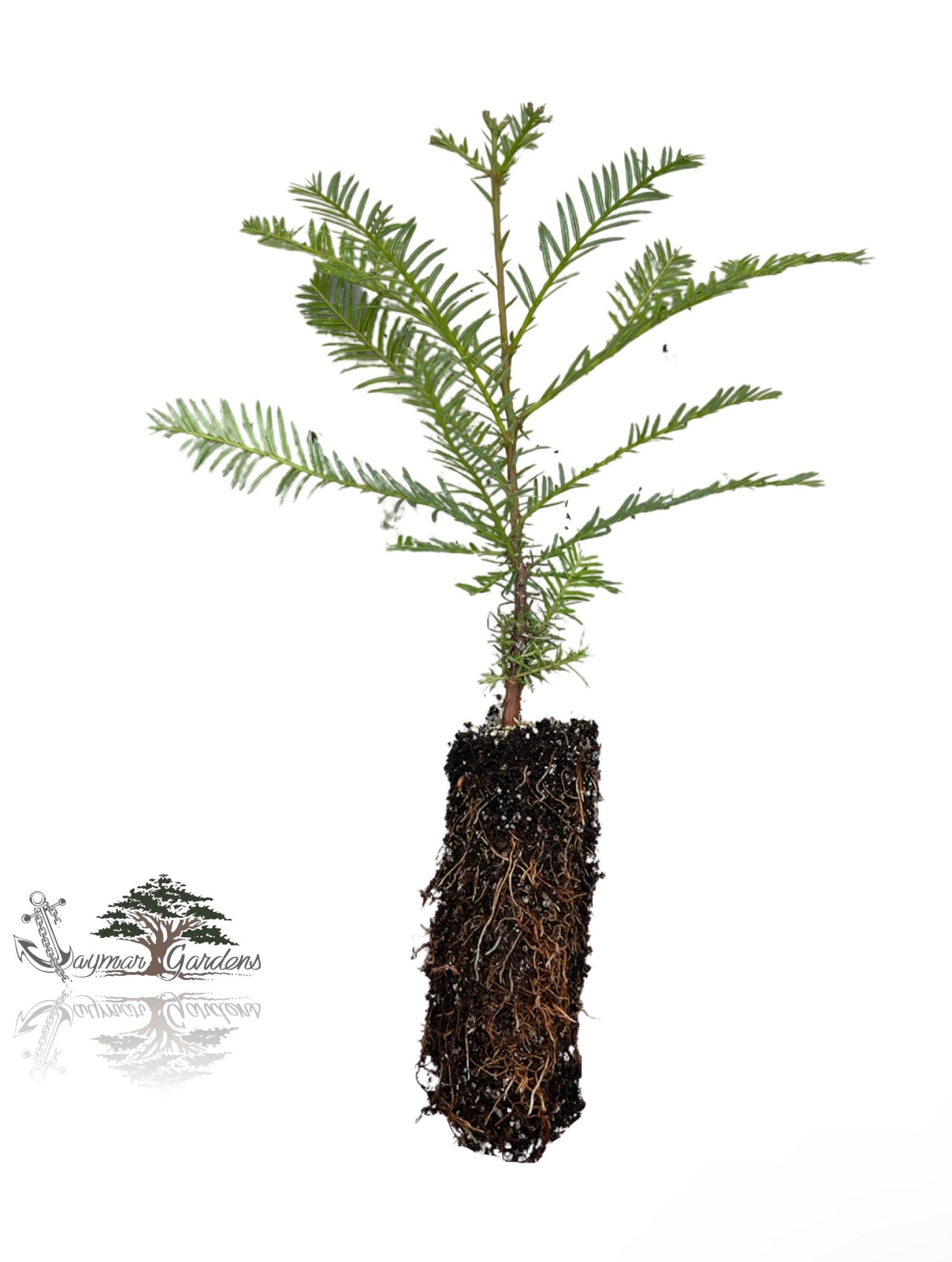 5-Pack Coast Redwood tree seedling - Sequoia sempervirens - MEDIUM