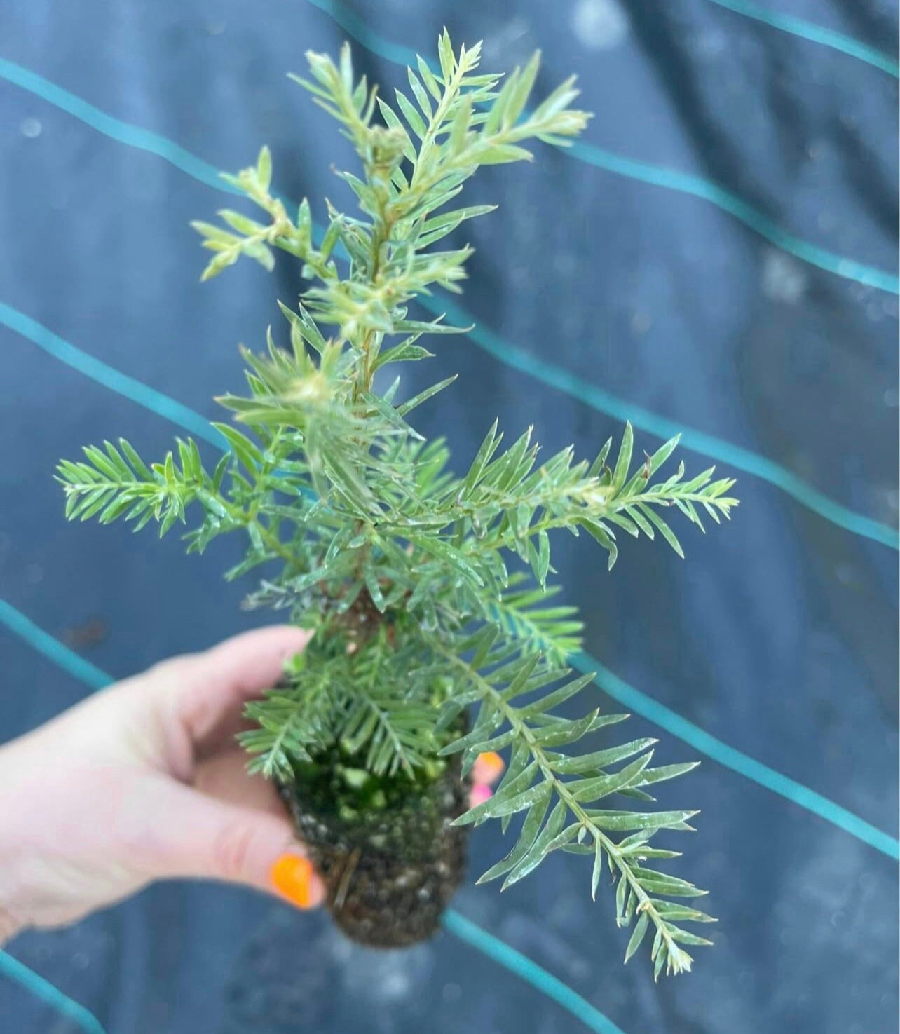 10 Pack Coastal Redwood tree seedling - Sequoia sempervirens - Small