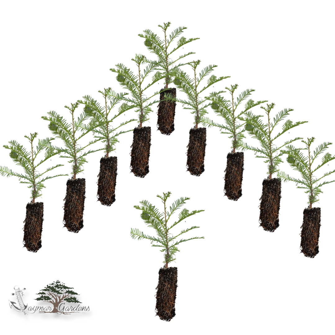 10-Pack Coast Redwood tree seedling -Sequoia MEDIUM