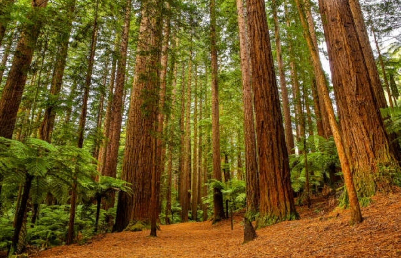 Coast Redwood tree seedling - Sequoia sempervirens in gift tube