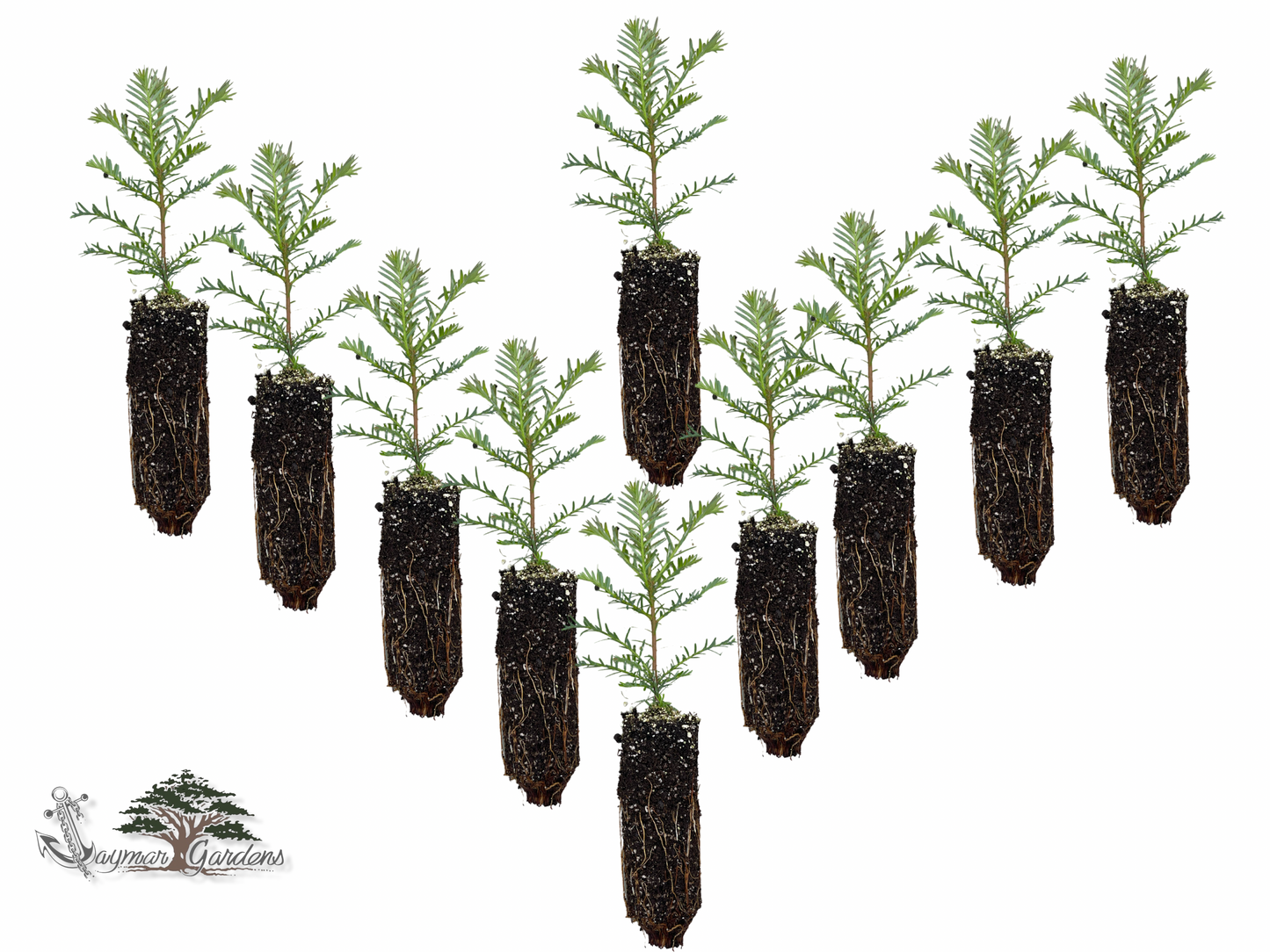 10 Pack Coastal Redwood tree seedling - Sequoia sempervirens - Small