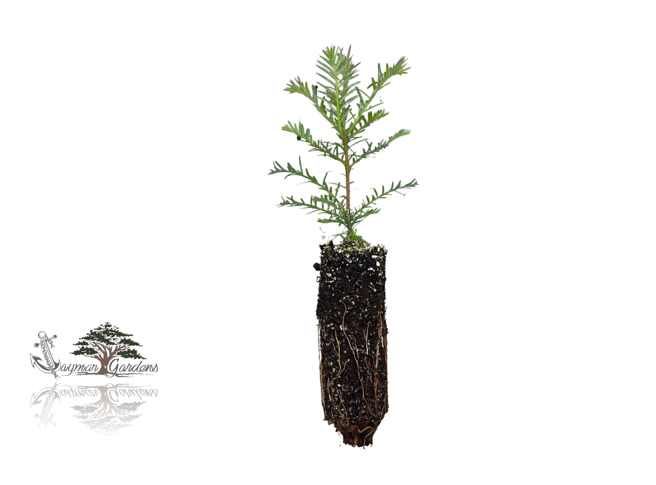 5-Pack Coast Redwood tree seedling - Sequoia sempervirens - Small