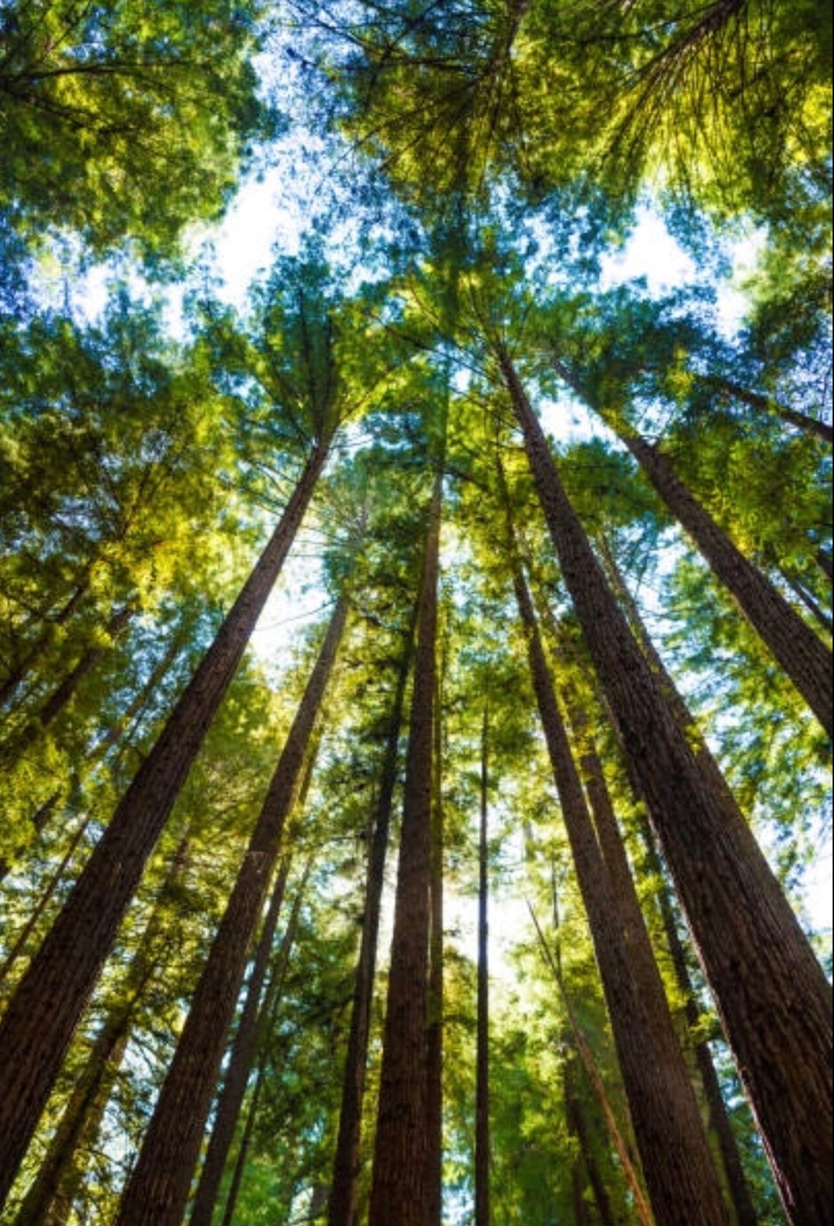 Coast Redwood tree seedling - Sequoia sempervirens in gift tube