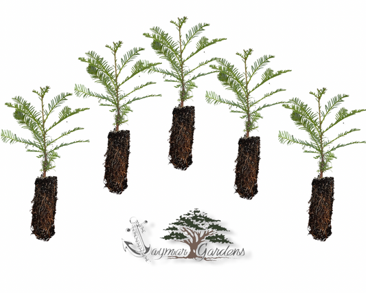 5-Pack Coast Redwood tree seedling - Sequoia sempervirens - MEDIUM