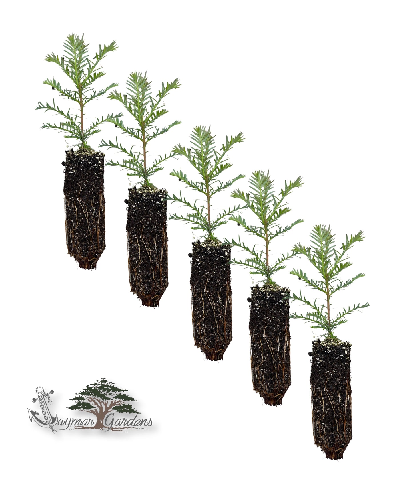 5-Pack Coast Redwood tree seedling - Sequoia sempervirens - Small