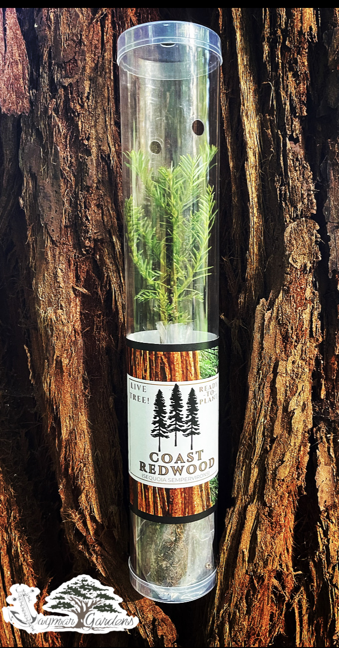 Coast Redwood tree seedling - Sequoia sempervirens in gift tube