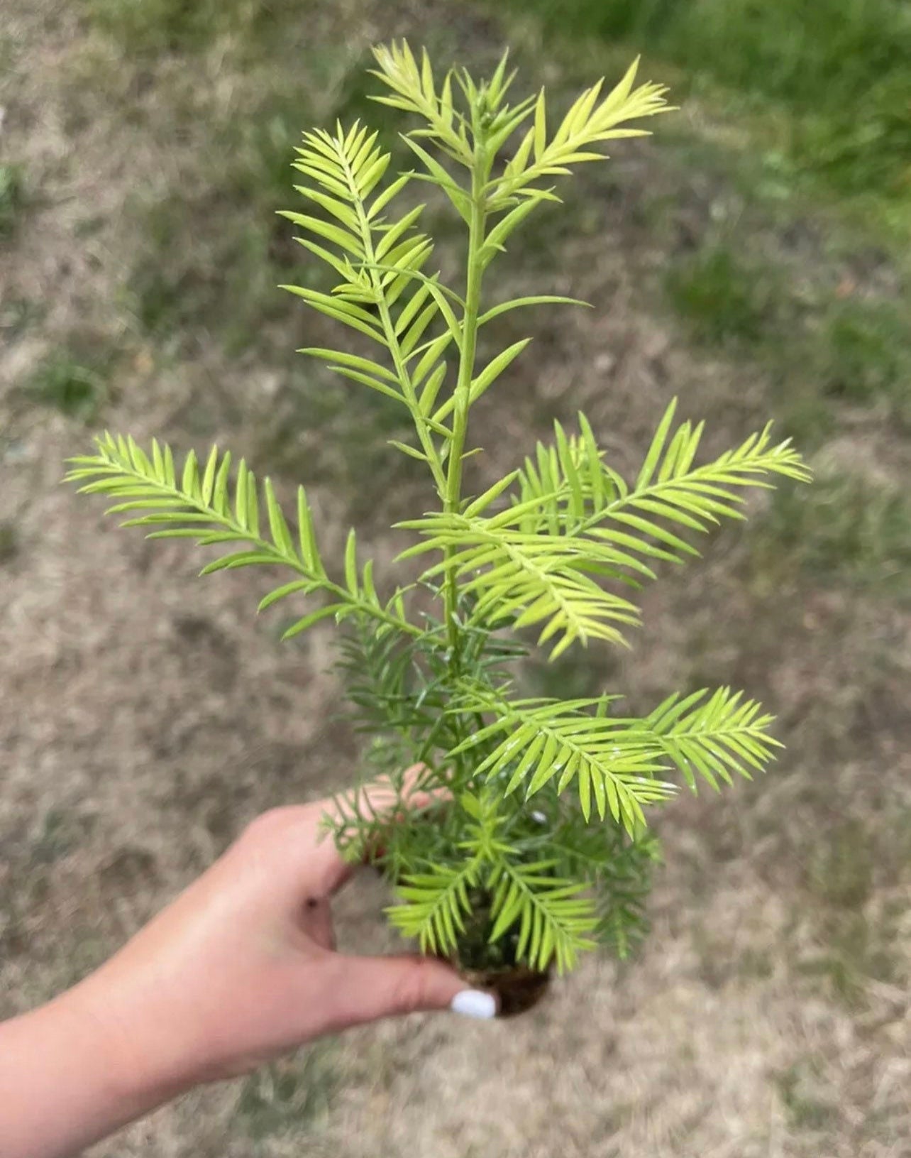 5-Pack Coast Redwood tree seedling - Sequoia sempervirens - MEDIUM