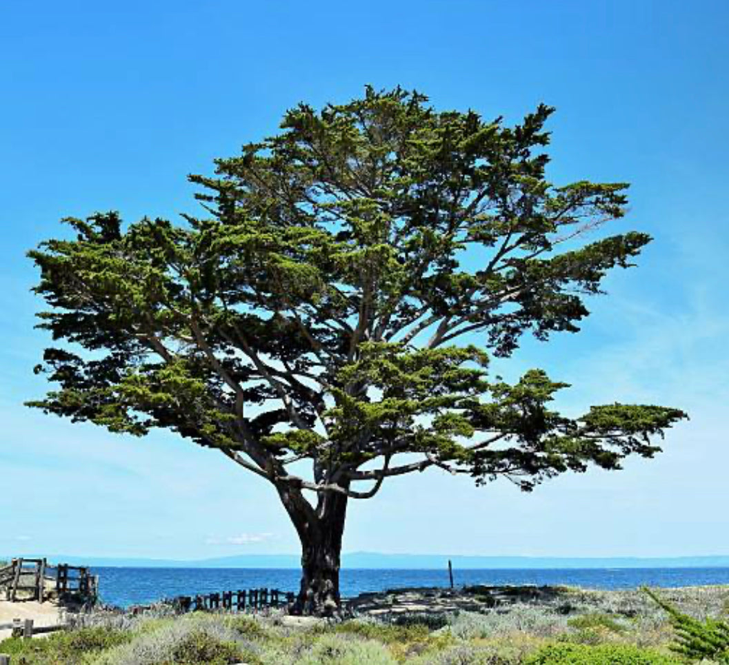 MONTEREY CYPRESS seedling - Hesperocyparis macrocarpa , Cupressus macrocarpa - MEDIUM