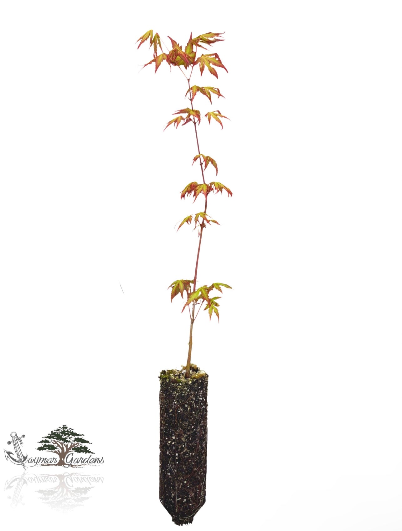 Japanese Maple Seedling - Medium - Acer Palmatum-