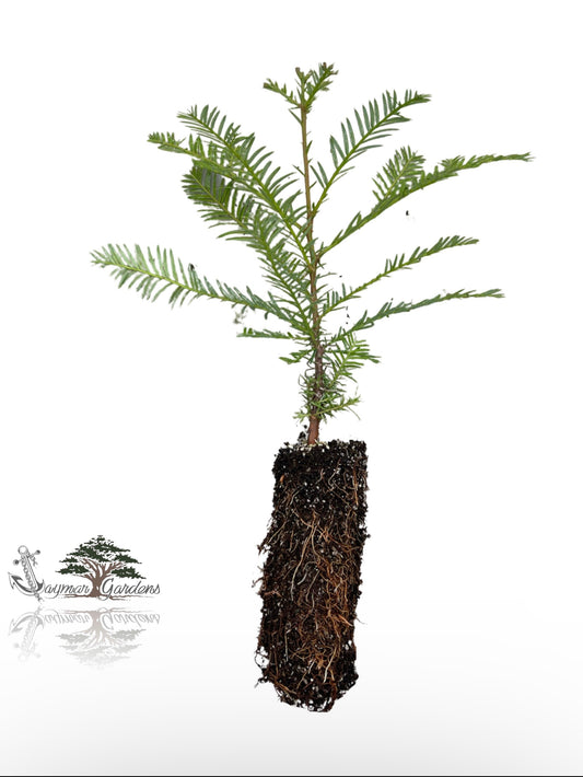 Coastal Redwood tree seedling - Sequoia sempervirens - MEDIUM