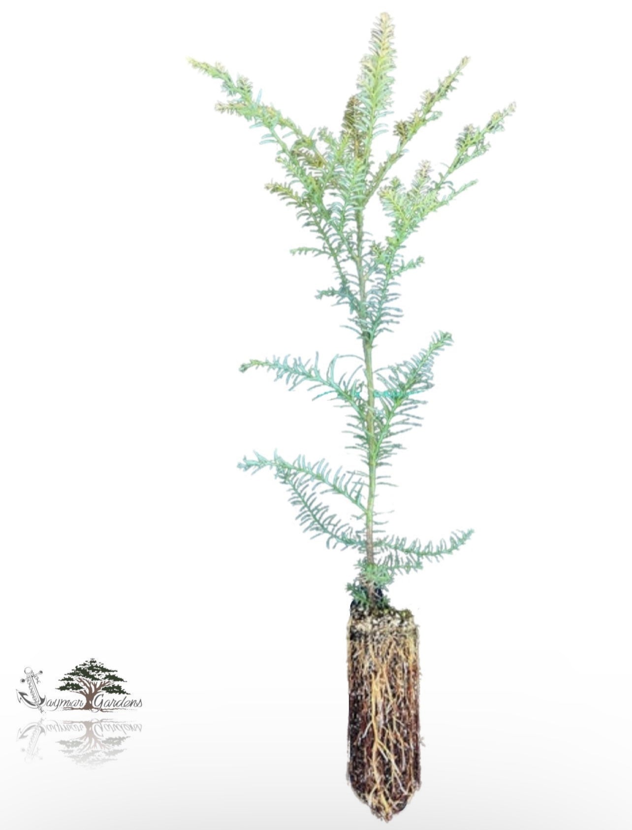 Coast Redwood tree seedling - Sequoia sempervirens - LARGE/XL -