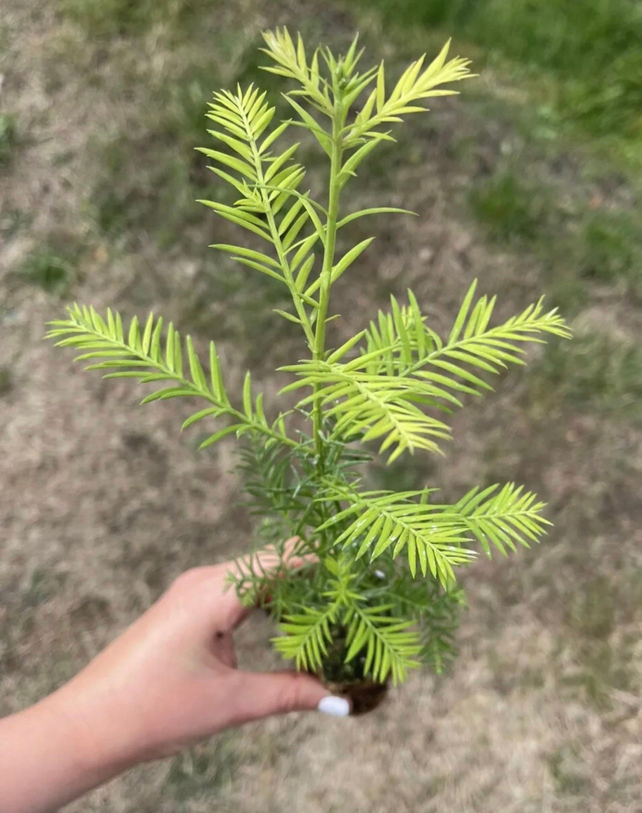 Coastal Redwood tree seedling - Sequoia sempervirens - MEDIUM