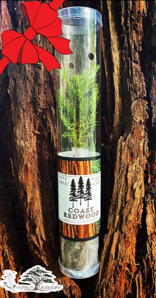 Coast Redwood tree seedling - Sequoia sempervirens in gift tube