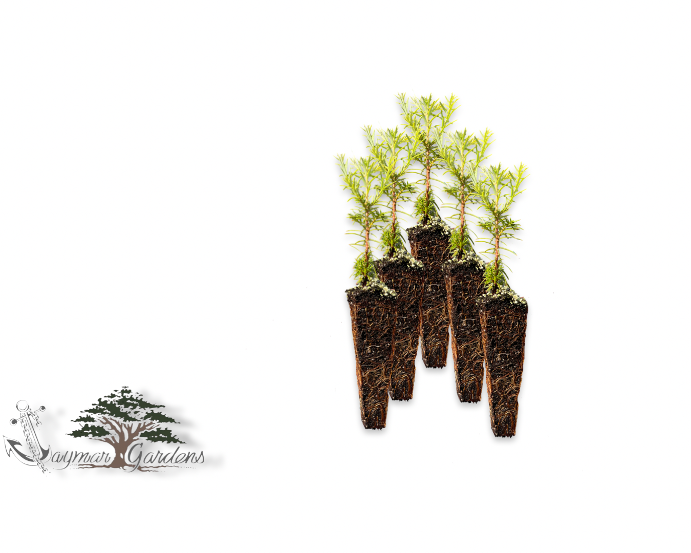 Coast Redwood tree seedling - Bundle of 5 Sequoia sempervirens - EXTRA SMALL