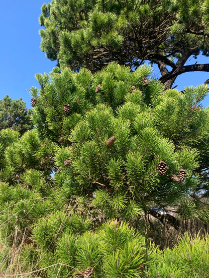 Shore Pine Seedling Small, Pinus contorta var. contorta Seedling