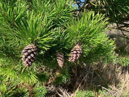 Shore Pine Seedling Small, Pinus contorta var. contorta Seedling