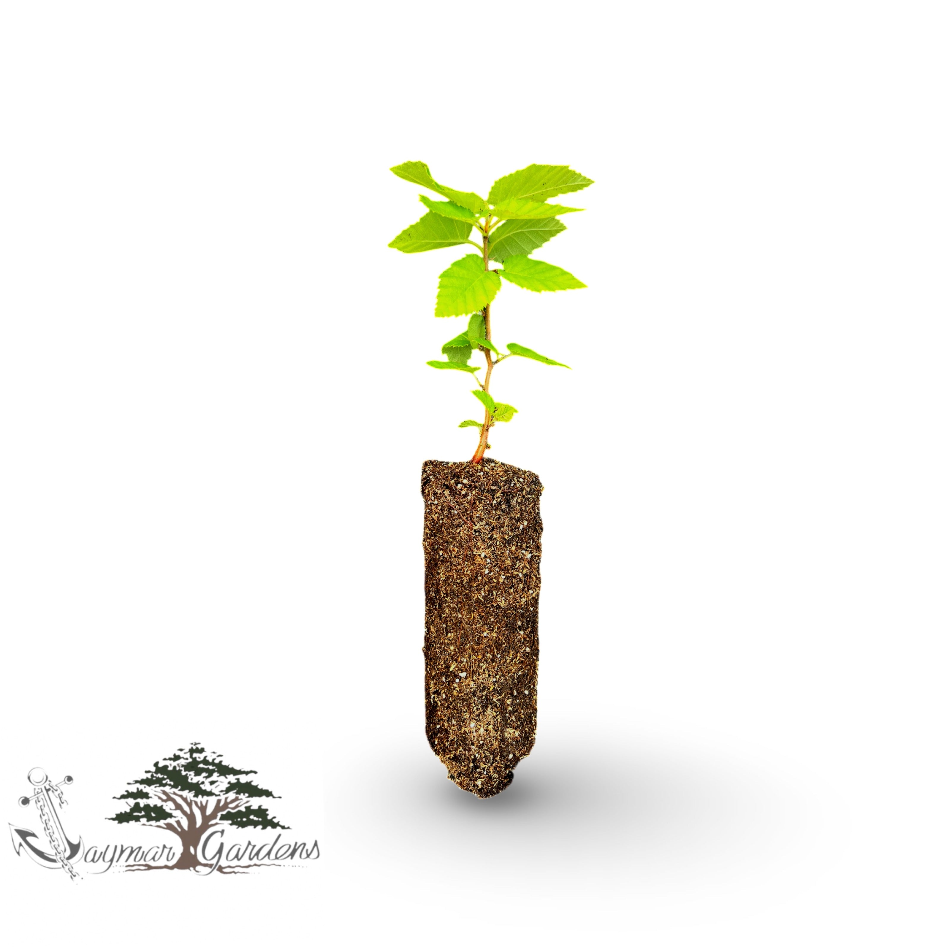 BAUM 8~9割残 WOODLAND WINDS Paperbark Birch Tree Seedling – 6” Tall l – Betula