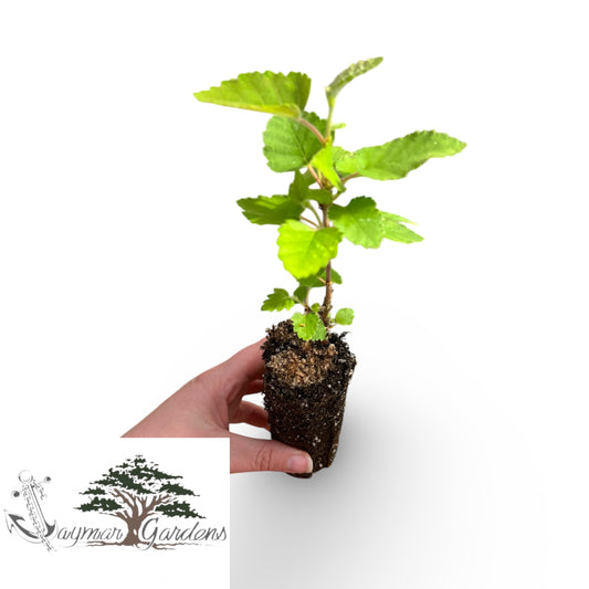Paperbark Birch Tree Seedling – 6” Tall l – Betula papyrifera – Hardy, Fast-Growing, Cold-Tolerant Native Tree