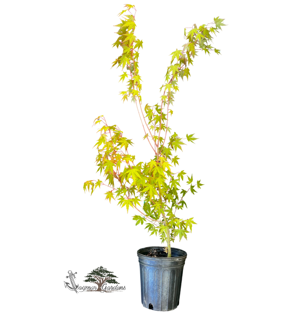 Green Leaf Japanese Maple Tree – Approx. 30” Tall | 1 Gallon Pot | Acer palmatum | Grown in Northern California