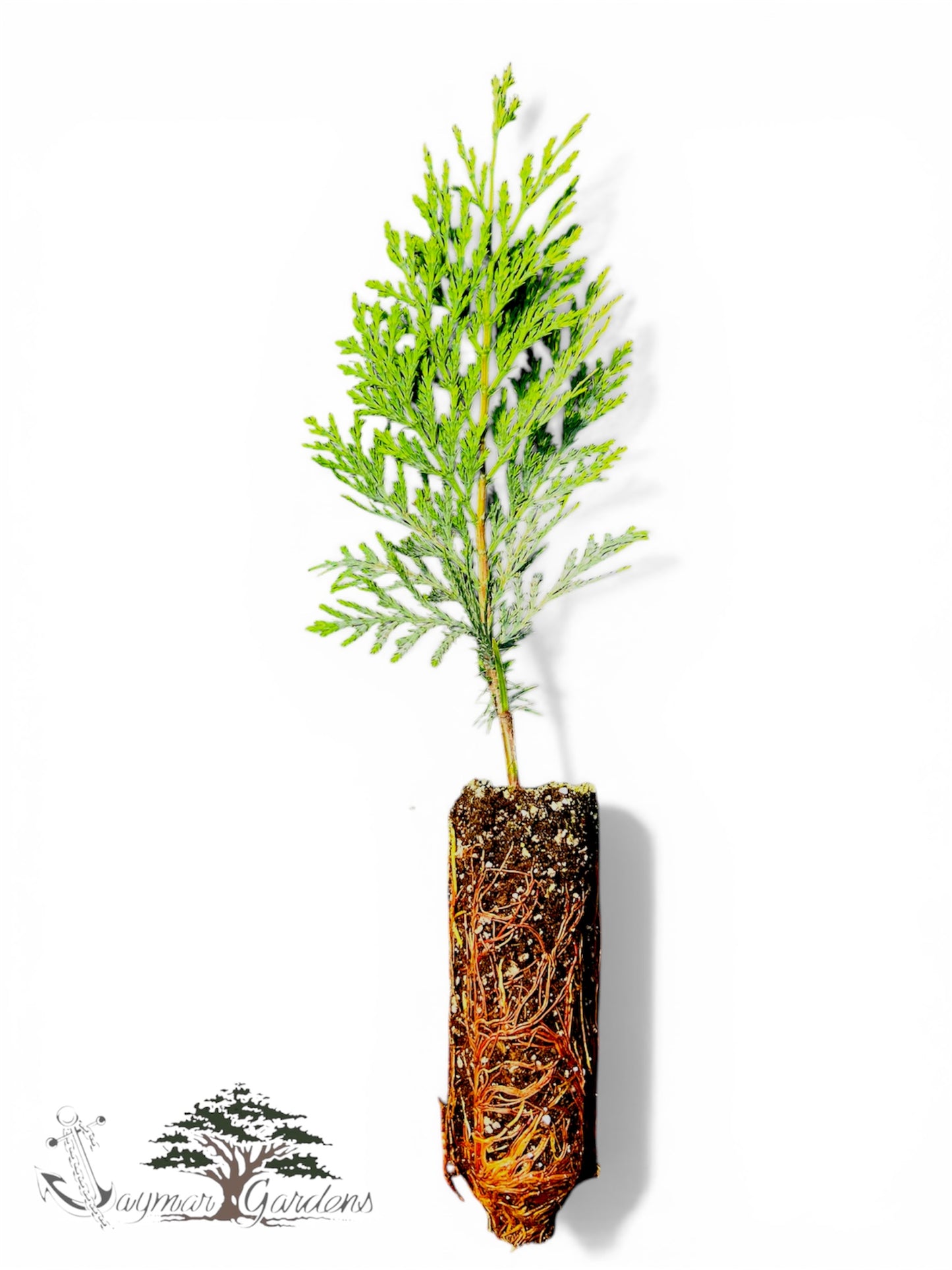 Incense Cedar Seedlings (4–8”) with 6” Root Ball – Calocedrus decurrens – Hardy Native Evergreen Tree