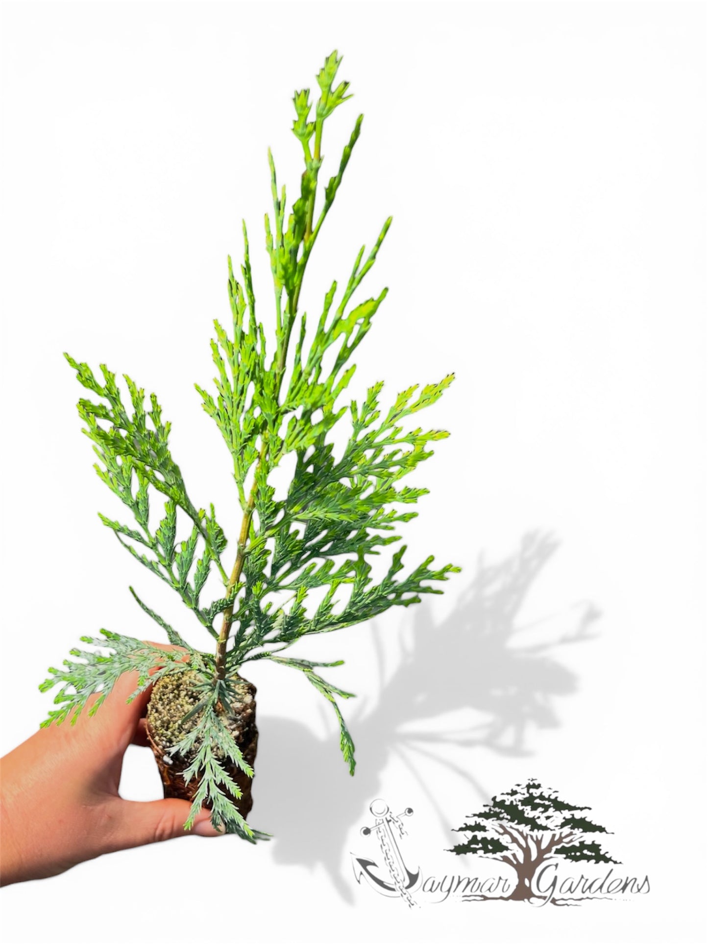 Incense Cedar Seedlings (4–8”) with 6” Root Ball – Calocedrus decurrens – Hardy Native Evergreen Tree