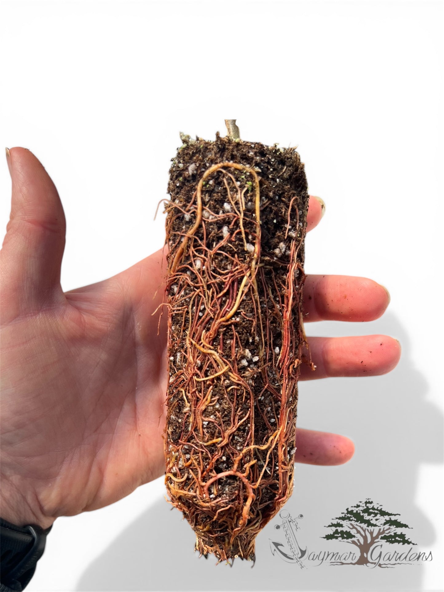 Incense Cedar Seedlings (4–8”) with 6” Root Ball – Calocedrus decurrens – Hardy Native Evergreen Tree