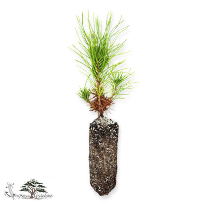 Shore Pine Seedling Small, Pinus contorta var. contorta Seedling