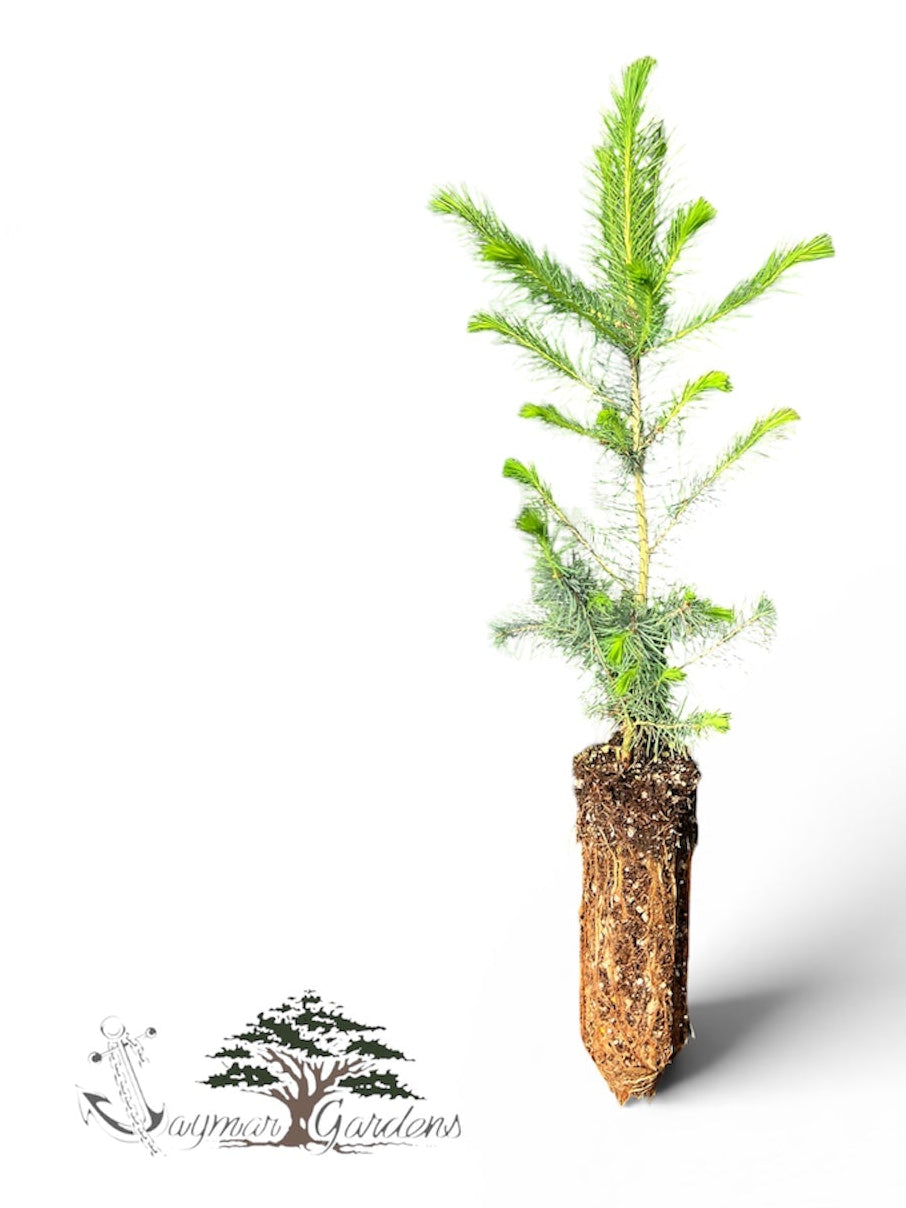Sitka Spruce Seedlings (Picea sitchensis) – 8”–14” Tall | Established 6” Root Ball