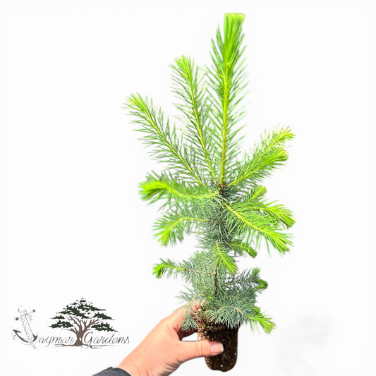 Sitka Spruce Seedlings (Picea sitchensis) – 8”–14” Tall | Established 6” Root Ball