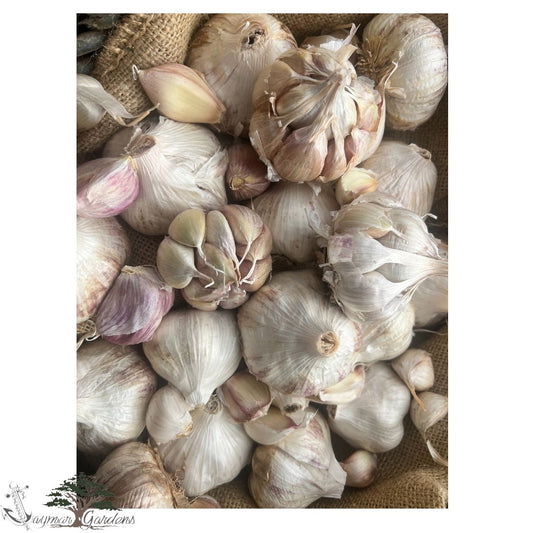 Certified Organic Seed Garlic Varieties: Inchelium Red and Van Duzen Mix (1 pound)