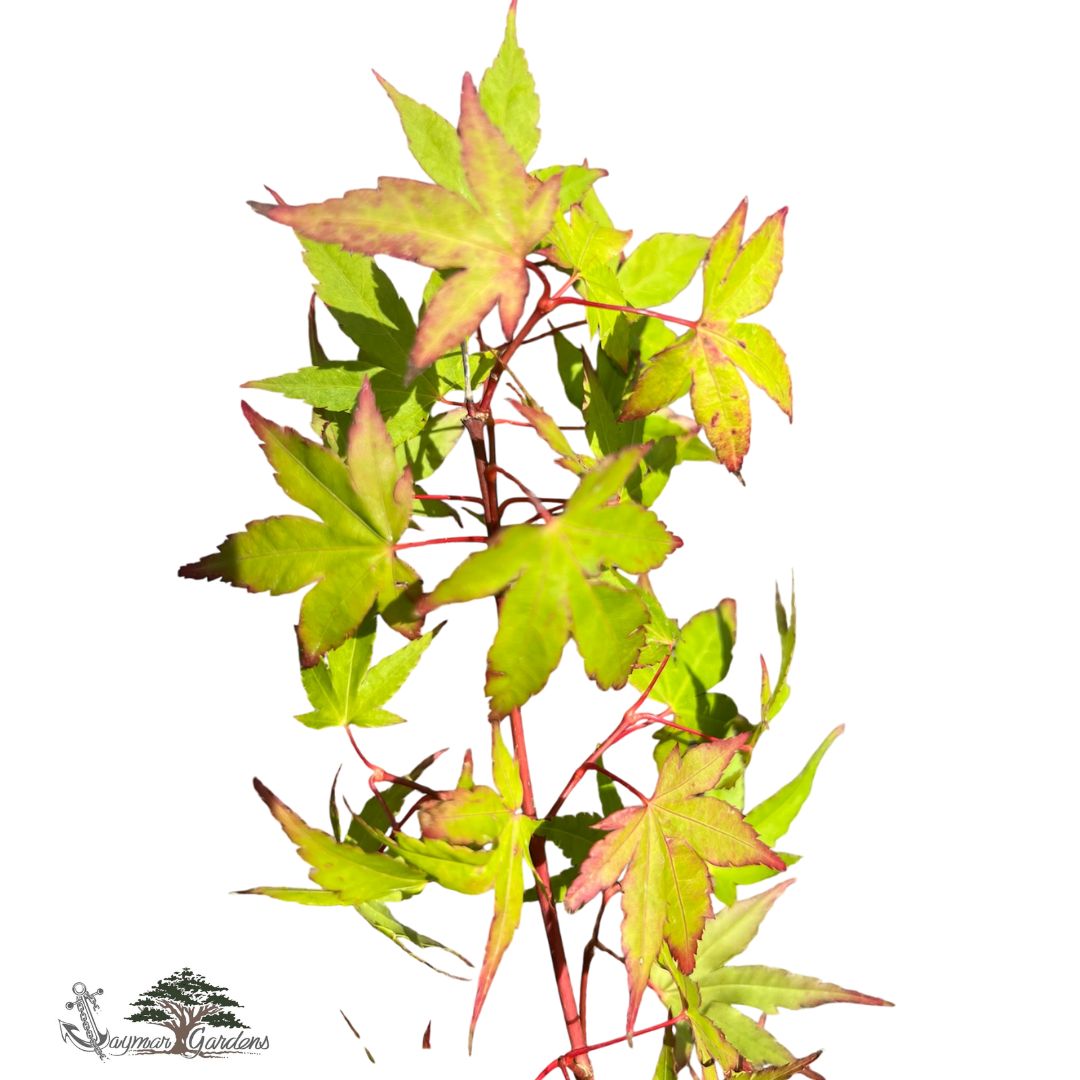 Green Leaf Japanese Maple Tree – Approx. 30” Tall | 1 Gallon Pot | Acer palmatum | Grown in Northern California