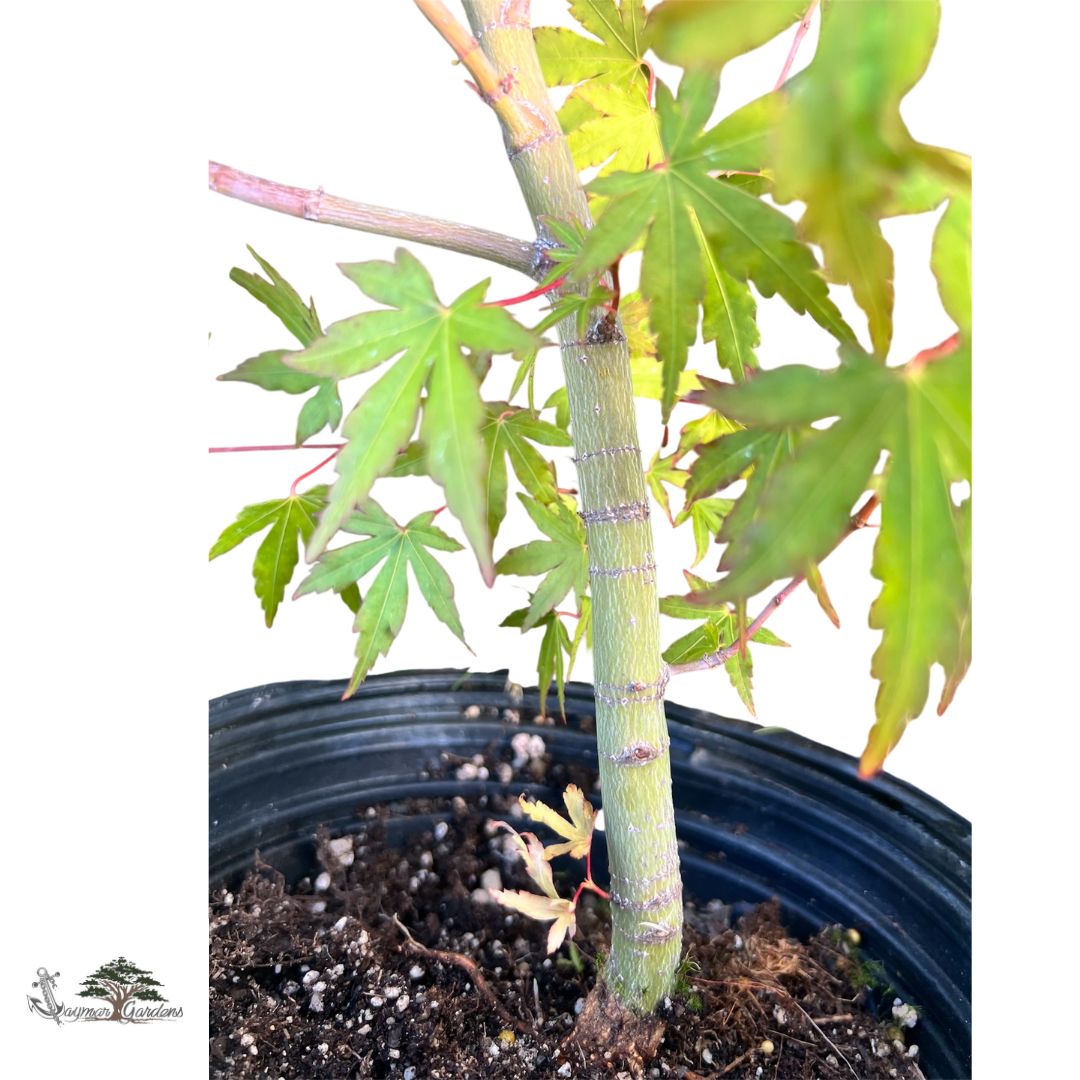 Green Leaf Japanese Maple Tree – Approx. 30” Tall | 1 Gallon Pot | Acer palmatum | Grown in Northern California