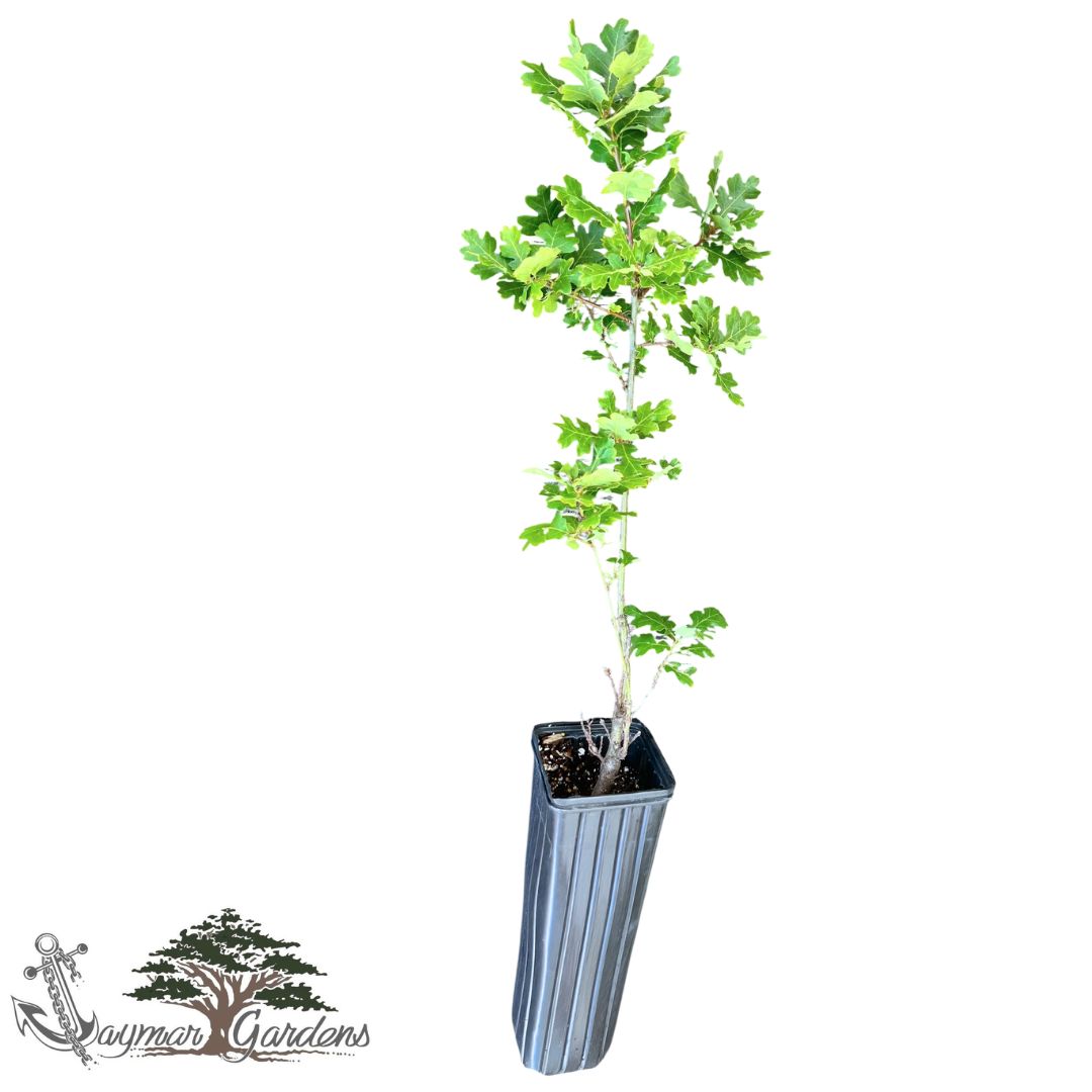 California Black Oak | Approx. 18” Tall | 4x4x12 Tree Pot | Quercus kelloggii | Native Tree