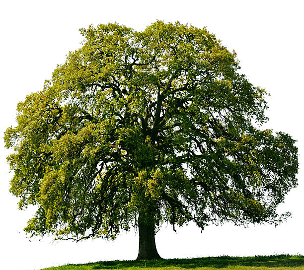 California Black Oak | Approx. 28” Tall | 12" Tree Pot | Quercus kelloggii | Native Tree